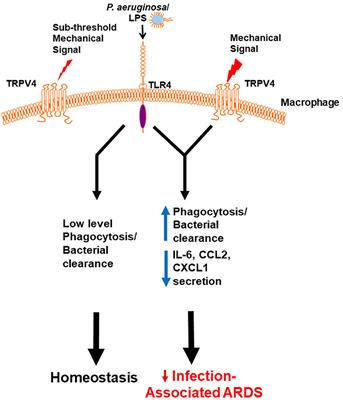 The Role of TRPV4 in Regulating Innate Immune Cell Function in Lung Inflammation